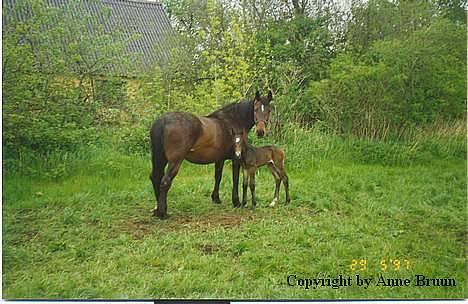 Oldenborg Belinda - Belinda, billedet er taget i 1997. billede 3