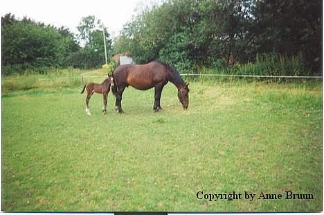 Oldenborg Belinda - Belinda med føllet Starlight. billede 4