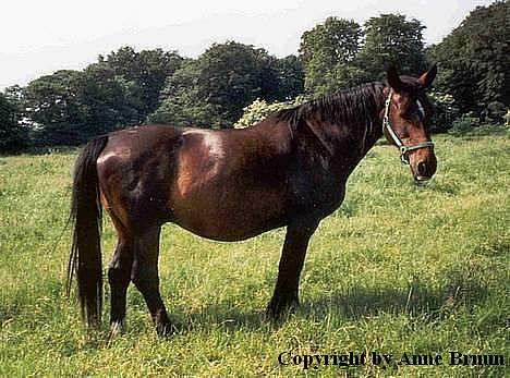 Oldenborg Belinda billede 5