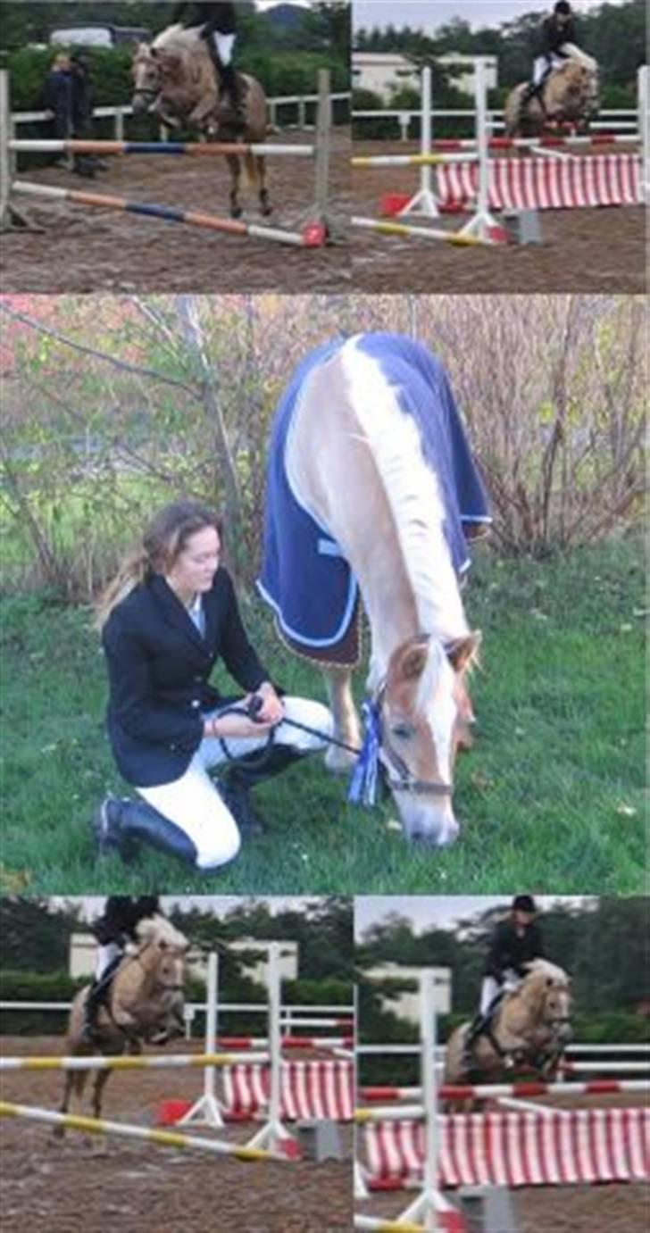 Haflinger Pilgrim - solgt - Min stjerne <3 billede 1