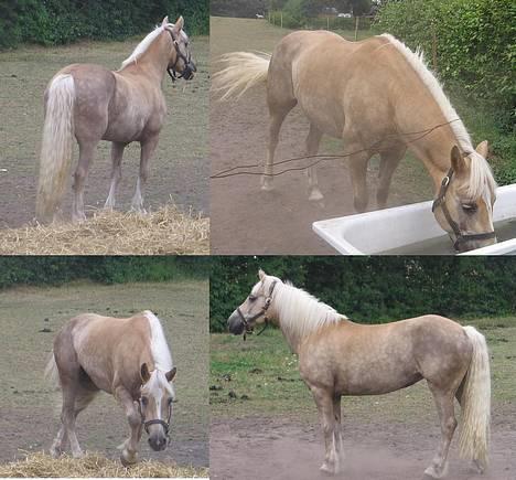 Haflinger Pilgrim - solgt - Lige kommet på "slankegræs" efter en hård stævne weekend ! billede 3