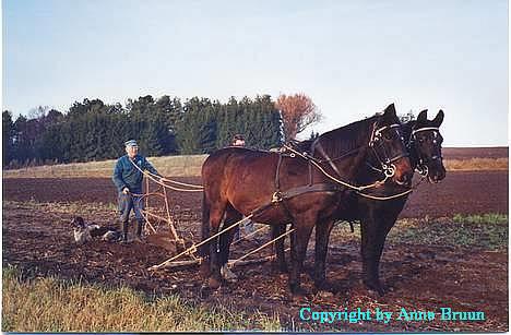Oldenborg Belinda - Min far var lige ude og plove lidt for sjov med Belinda og hendes nu afdøde søster Musse. Billedet er taget den 29.11.03. billede 6