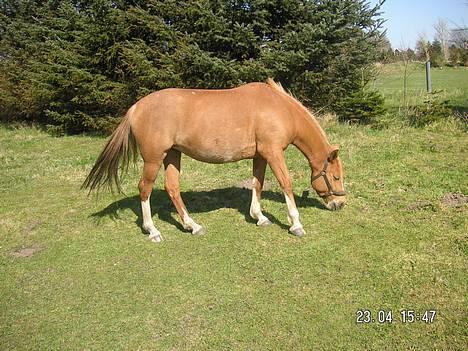 Anden særlig race Debbie  - Debbie !  billede 10
