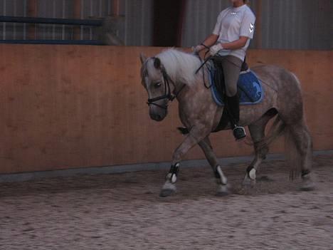 Haflinger Pilgrim - solgt - Hehe. Vi var gode var vi, men er glad for at jeg har fået min opstilling rettet :) De tær der - og den sidden tilbagen :P  billede 4