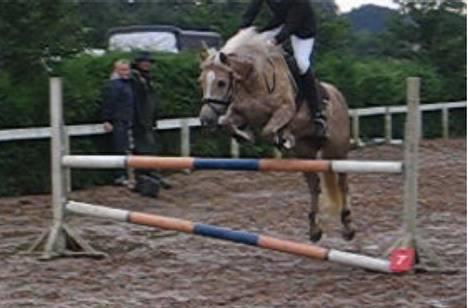 Haflinger Pilgrim - solgt - LB.. til stævne hos stine D :) billede 5