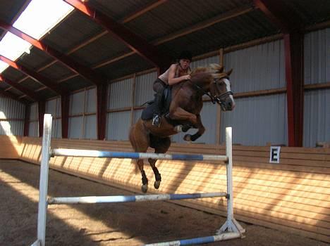 New Forest Casanova (SOLGT) - 7/7-2005 billede 1