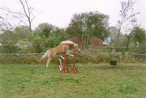 Haflinger Revngårds~Tess - SOLGT - ved første løs-springning 105 cm !  billede 1