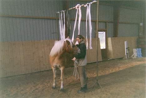 Haflinger Revngårds~Tess - SOLGT - Tess og jeg var på Horsemanship-kursus i okt. ! Det var skønt at lære/se træning af heste fra en anden vinkel - fra jorden!!!  tak Gitte ! billede 3