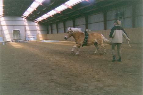 Haflinger Revngårds~Tess - SOLGT - At have en rytter på ryggen, skal tilvennes fra bunden så lidt vægt før rytter på ryggen ! billede 6