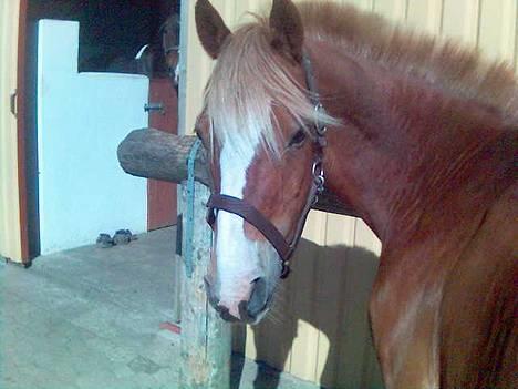 New Forest Casanova (SOLGT) billede 3