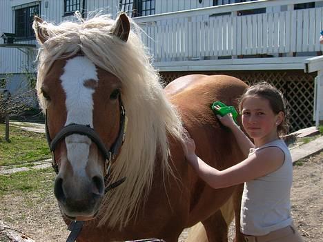 Haflinger AMOR - Deilig med sommervær billede 4
