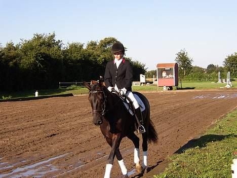 Anden særlig race Blackie(black beauty) - stævne på hashøj rideklub billede 8