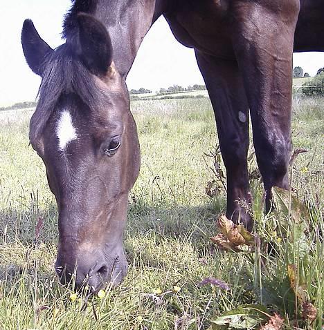 Anden særlig race Stella  - Kønt hoved ikke? billede 6