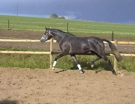 Sportsaraber (A) Snehvide - Snehvide 3 år gammel fotograferet hos avleren John og Barbro Hvalsøe Saul. billede 1