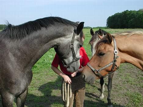 Sportsaraber (A) Snehvide - Snehvide på folden med hendes staldkammerat Herschwan. billede 2