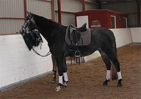 Sportsaraber (A) Snehvide - Snehvide parat til en ridetur... billede 3