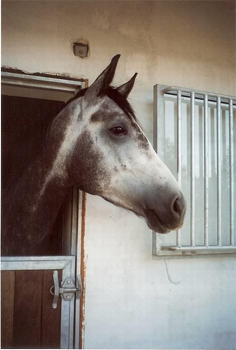 Sportsaraber (A) Snehvide - Min smukke hest billede 4