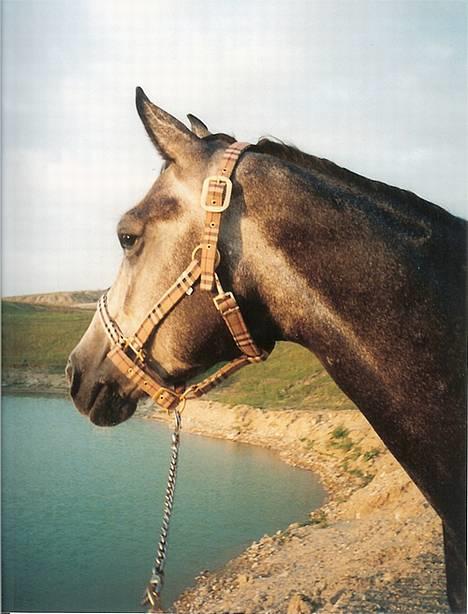 Sportsaraber (A) Snehvide - Snehvide kigger ud over søen - juli 2005 billede 5