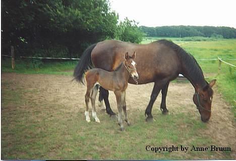 Oldenborg Belinda - Belinda og Starlight. billede 8