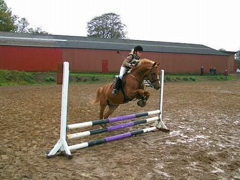 Welsh Pony (sec B) Martinique - Mini military på skårup.. Fik 1 plads... billede 6