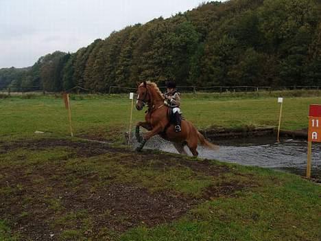 Welsh Pony (sec B) Martinique - Mini military på skårup... Fik 1 plads... billede 7