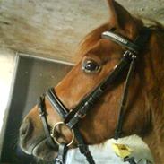 Anden særlig race Ahorns kira <3 *SOLGT*