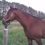 Traver Zulu Speed <3 R.I.P. <3