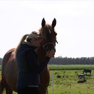 Palomino Klepholms Venus Af Ås <3 