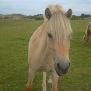 Fjordhest Amalie Abildhøjgård