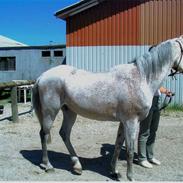 Arabisk fuldblod (OX) Palermo