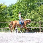 Anden særlig race Mr.Latino **B-pony** solgt