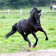 Anden særlig race Troldhøjs Cheval