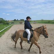 Anden særlig race Smølfi