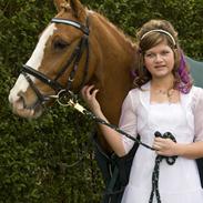 Anden særlig race Mr.Latino **B-pony** solgt