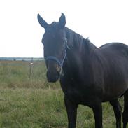Anden særlig race Bajerbækgårdens Buick 