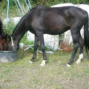 Anden særlig race Bajerbækgårdens Buick 