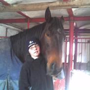 Dansk Varmblod Gobbe (Død)