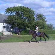 Dansk Varmblod Le-Roze 