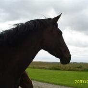 Dansk Varmblod Le-Roze 