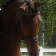 Anden særlig race Joli (Lånt ud)