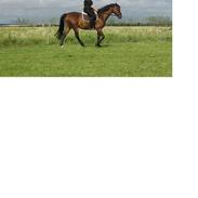 Anden særlig race Joli (Lånt ud)