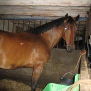 Anden særlig race Joli (Lånt ud)