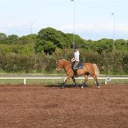 Haflinger Hope <33