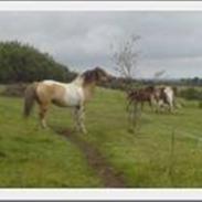 Anden særlig race Alexandra