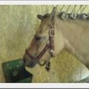 Anden særlig race Alexandra