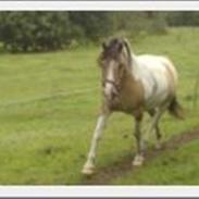 Anden særlig race Alexandra