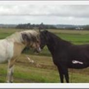 Anden særlig race Alexandra