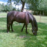 Anden særlig race samson