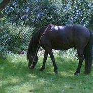 Anden særlig race samson