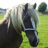 Anden særlig race Montana